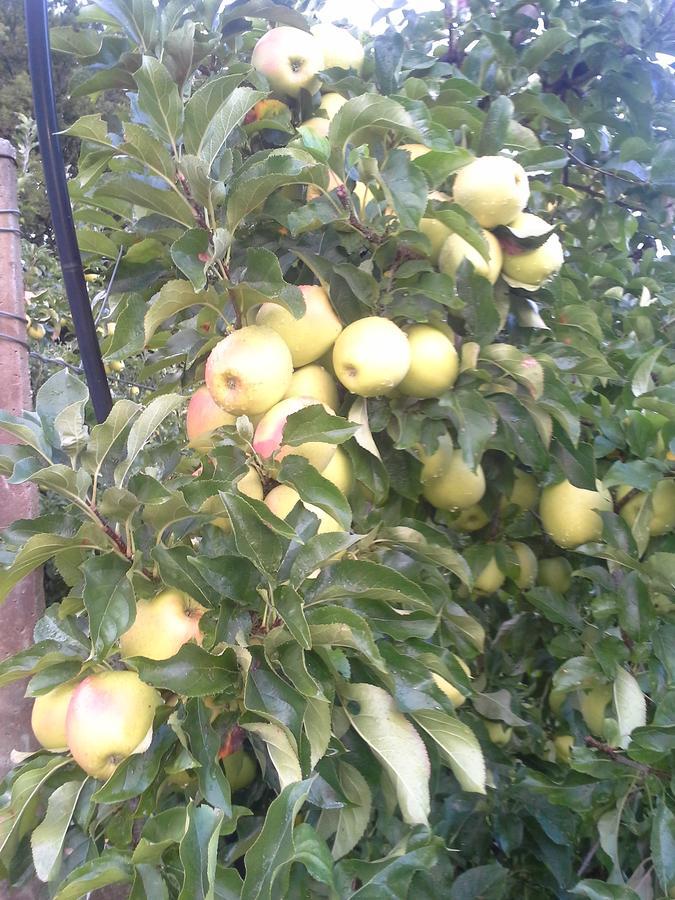 הוילה Giovo Agritur Maso Pomarolli מראה חיצוני תמונה